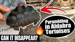 Pyramiding in Aldabra Tortoises (Everything You Need to Know)