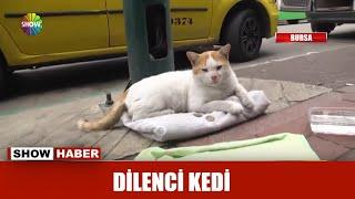 Dilenci kedi