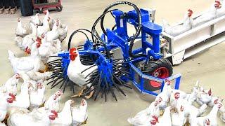 Broiler Farming Technology - Catching Chicken By Machine - Million Dollars Poultry Processing Line