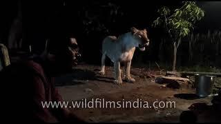 Man teases a lioness for food in Gujarat