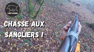 Chasse aux sangliers ! Les sangliers au rendez-vous!