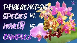 PHALAENOPSIS vs. PHALAENOPSIS | Complex vs Novelty Hybrids vs Species Comparison #ninjaorchids 