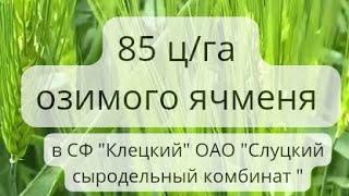 85 ц/га озимого ячменя