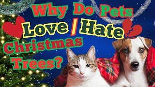 Why Dogs and Cats Love (or Hate) Christmas Trees