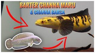 BARTER CHANNA MARU DENGAN CHANNA BARCA