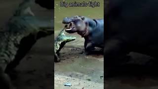 Crocodile vs hippo #animals #crocodile #hippo #shorts