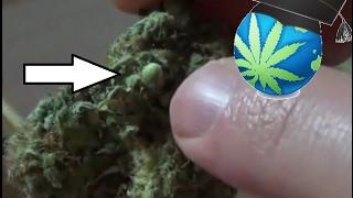 WHY There Are Seeds In Your Bud & Can You GERMINATE THEM?