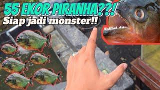 55 EKOR PIRANHA MASUK KOLAM BETON PREDATOR??!! Project redbely #part2