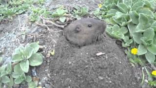 Cute Gopher Taking Plants!