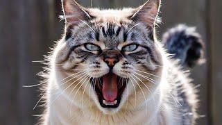 Cat Sounds Videos Angry | Cats Fighting Sound Effect | Cat Sounds To Attract Cats