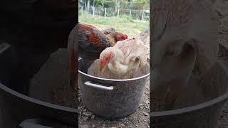 giving cooked rice to ducks and chickens 38 #automobile #chickenfeeding #cookedfood #ayam #chickenfe