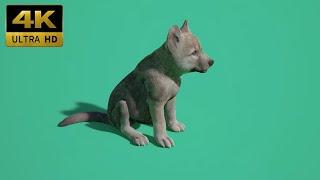 018 - Green Screen | Chroma Key | Animal 4K | Dog