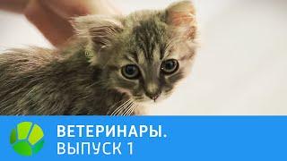 Ветеринары. Пти-брабансон, котёнок, ёжик, кролик | Живая Планета