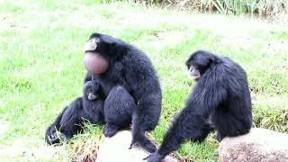 Siamang apes go wild short version (original video in description) #shorts