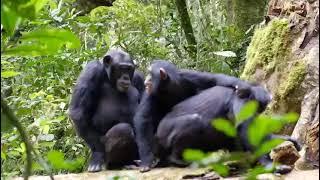 Chimpanzee mating