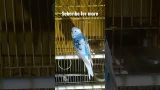 budgie birds real tone #trending #viral #budgielove #shorts #birds #love #budgiebirds #budgies