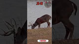 .30-06PUNCHES | Deer Hunting #texas #viral #caceria #deerhunting #shooting #gunops #scopecam