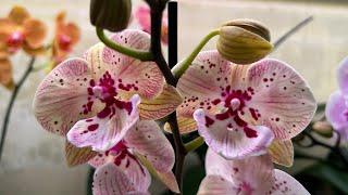 Трипсы на Орхидеях ( результат 2-х обработок коллекции средством Теппеки коллекции )