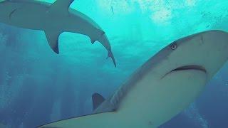 Amazing Underwater Footage, Scuba Diving