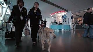 AMI Travel Tips: Episode 6 - Traveling with your service animal