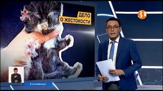 Издевательства над котенком расследуют в Алматы