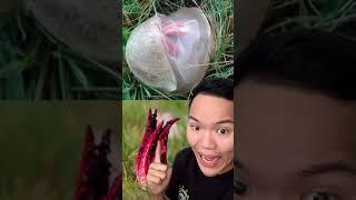 Kalau melihat telur alien seperti ini di halaman kalian ‼️ JANGAN PANIK ️ #Shorts #YouTubeShorts