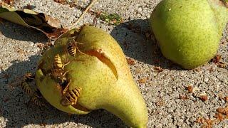 Please id Sweet Green Summer Pears (Pyrus communis)