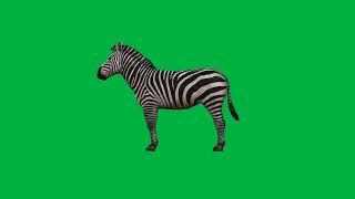 Green Screen Zebra || Chroma Key || Green Screen Animation || Green Screen Animals || No Copyright