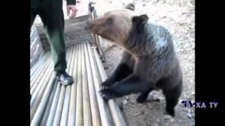 русские приколы. русские медведи.