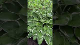 Хоста Франце (hosta francee) сад хост в Бийске. Hosta garden