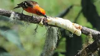 Trailer:   Road Scholars - Off the Beaten Path: Trogons to Quetzals