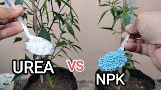 PUPUK UREA vs PUPUK NPK UNTUK TANAMAN CABE,, MANA YG TERBAIK?