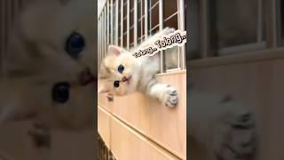 Bakat Terpendam Kitten Imut    #adorable #cat #pets #funny #cute #animals #catlover #kitten