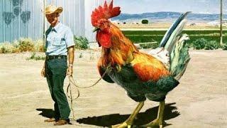 The biggest rooster of the world