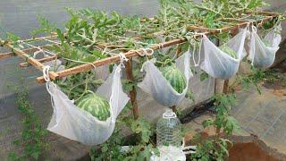 Watermelon lying in a hammock - Growing watermelon in the city still gives a lot of sweet fruit