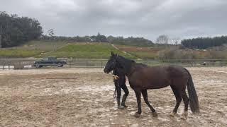 Gaited Horse Training  - Ground  Work - Moving Shoulders  and Hindquarters