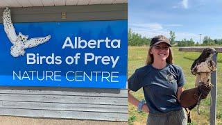 Alberta Birds of Prey Nature Centre