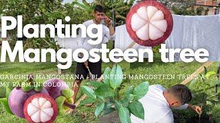 How To Plant Mangosteen Tree - Garcinia mangostana