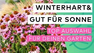 Die besten winterharten Pflanzen für sonnige Standorte!