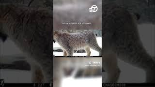 SOUND ON: This is what a lynx sounds like