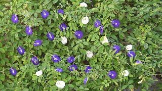 EASIEST way to get MORE flowers in Aparajita or Blue Pea