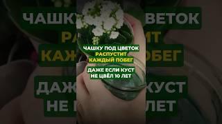 Чашку под цветок распустит каждый побег#цветы #сад