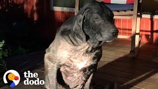 Sick Stray Dog Wanders Up To Random Couple's House | The Dodo