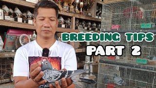 BREEDING TIPS BY MICHAEL RASQUERO PART 2