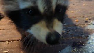 Wild Raccoon Baby Enjoying His Treats (full video) 