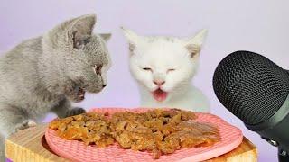 Cats Eating Delicious Cat Food ASMR MUKBANG