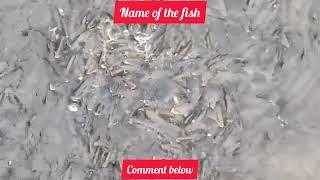 Eco Elite || fishes ||#viral#nature #naturelovers