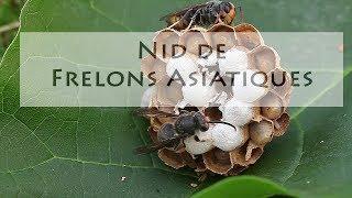 Nid de Frelons Asiatiques et attaque de fourmis