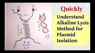 Plasmid isolation by alkaline lysis method