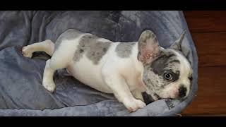 Luigi the Merle French Bulldog of Magnum French Bulldogs 